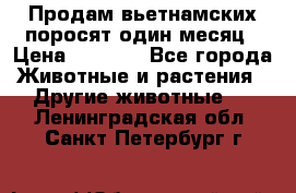 Продам вьетнамских поросят,один месяц › Цена ­ 3 000 - Все города Животные и растения » Другие животные   . Ленинградская обл.,Санкт-Петербург г.